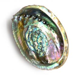 Aroma Burner - Abalone Shells - 3"